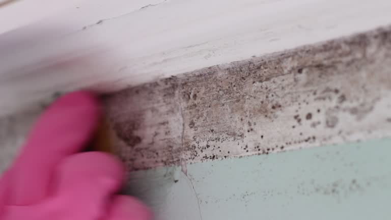 Professional Mold Inspection, Removal & Remediation in Bolingbrook, IL